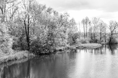 Kırsal kesimde yetişen güzel ot sazları renkli arka planda yetişiyor. Islak sularda vahşi ot bataklık kamışları, doğadan gelen uzun çimen kamışları.