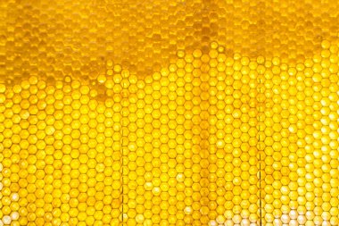 Altın nektarla dolu altıgen bal peteklerinden arı damlayan bal damlası, bal peteği yaz kompozisyonu doğal bal damlası, balmumu çerçeve arısına damlayan bal damlası, bal peteğine damlayan bal damlası