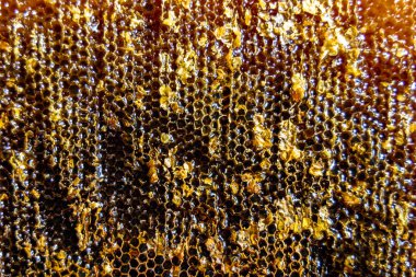 Altın nektarla dolu altıgen bal peteklerinden arı damlayan bal damlası, bal peteği yaz kompozisyonu doğal bal damlası, balmumu çerçeve arısına damlayan bal damlası, bal peteğine damlayan bal damlası