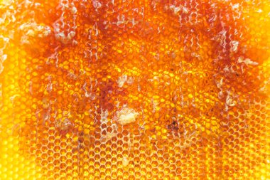 Altın nektarla dolu altıgen bal peteklerinden arı damlayan bal damlası, bal peteği yaz kompozisyonu doğal bal damlası, balmumu çerçeve arısına damlayan bal damlası, bal peteğine damlayan bal damlası