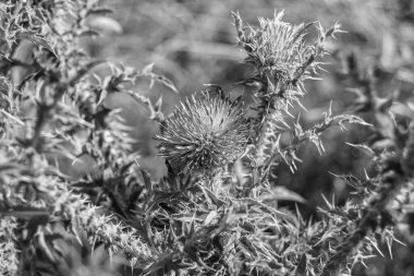 Arkaplan otlağında güzel yetişen çiçek kökü dikenli devedikeni. Çiçek kökü dikeninden çim çayırına kadar uzanan fotograf. Meadow kırsalında çiçek kökü dikenli dikenli devedikeni.