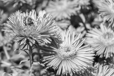 Arka planda yaban arısı kanatlı güzel bir arı, yabani çiçeklerden oluşan bir fotoğraf. Arı otlağa doğru yavaşça uçuyor bal için nektar topluyor, kır otlaklarında yabani bir çiçek arısı.