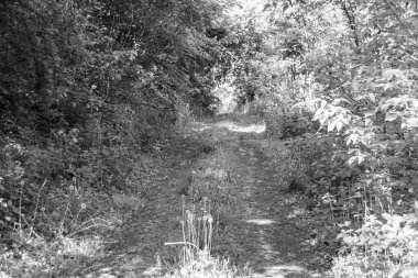 Tema üzerine fotoğrafçılık Vahşi Orman 'daki güzel patika, Vahşi Orman' a uzanan kırsal yaya yolu, İnsansız Orman 'a giden yol, Vahşi Orman' daki yaya yolu, Bu doğal doğa