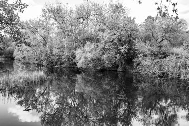 Kırsal kesimde yetişen güzel ot sazları renkli arka planda yetişiyor. Islak sularda vahşi ot bataklık kamışları, doğadan gelen uzun çimen kamışları.