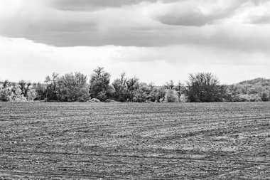 Organik hasat için büyük boş tarla fotoğrafları, gökyüzü arka planında hasat için büyük boş tarım tarlalarından oluşan fotoğraf, bu sonbahar mevsiminde hasat için boş tarla.