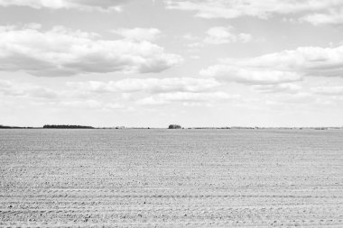 Organik hasat için büyük boş tarla fotoğrafları, gökyüzü arka planında hasat için büyük boş tarım tarlalarından oluşan fotoğraf, bu sonbahar mevsiminde hasat için boş tarla.
