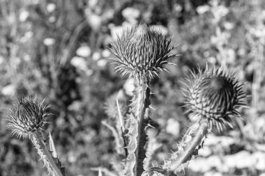 Arkaplan otlağında güzel yetişen çiçek kökü dikenli devedikeni. Çiçek kökü dikeninden çim çayırına kadar uzanan fotograf. Meadow kırsalında çiçek kökü dikenli dikenli devedikeni.