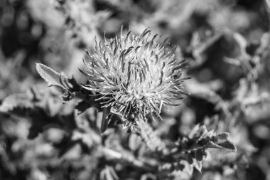 Arkaplan otlağında güzel yetişen çiçek kökü dikenli devedikeni. Çiçek kökü dikeninden çim çayırına kadar uzanan fotograf. Meadow kırsalında çiçek kökü dikenli dikenli devedikeni.