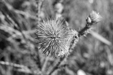 Arkaplan otlağında güzel yetişen çiçek kökü dikenli devedikeni. Çiçek kökü dikeninden çim çayırına kadar uzanan fotograf. Meadow kırsalında çiçek kökü dikenli dikenli devedikeni.