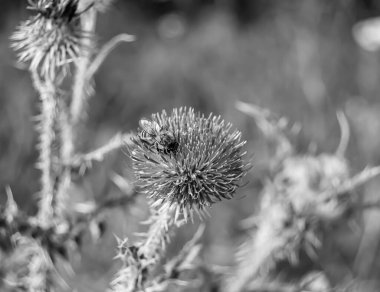 Arka planda yaban arısı kanatlı güzel bir arı, yabani çiçeklerden oluşan bir fotoğraf. Arı otlağa doğru yavaşça uçuyor bal için nektar topluyor, kır otlaklarında yabani bir çiçek arısı.
