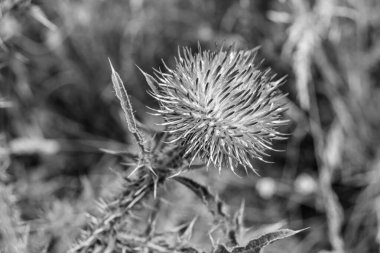 Arkaplan otlağında güzel yetişen çiçek kökü dikenli devedikeni. Çiçek kökü dikeninden çim çayırına kadar uzanan fotograf. Meadow kırsalında çiçek kökü dikenli dikenli devedikeni.