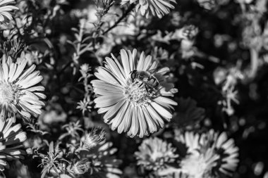 Arka planda yaban arısı kanatlı güzel bir arı, yabani çiçeklerden oluşan bir fotoğraf. Arı otlağa doğru yavaşça uçuyor bal için nektar topluyor, kır otlaklarında yabani bir çiçek arısı.