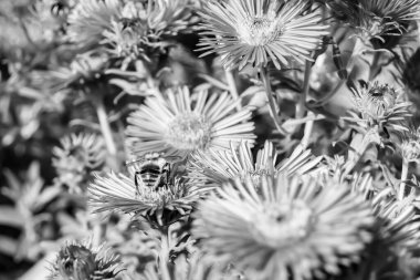 Arka planda yaban arısı kanatlı güzel bir arı, yabani çiçeklerden oluşan bir fotoğraf. Arı otlağa doğru yavaşça uçuyor bal için nektar topluyor, kır otlaklarında yabani bir çiçek arısı.