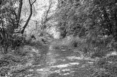 Tema üzerine fotoğrafçılık Vahşi Orman 'daki güzel patika, Vahşi Orman' a uzanan kırsal yaya yolu, İnsansız Orman 'a giden yol, Vahşi Orman' daki yaya yolu, Bu doğal doğa