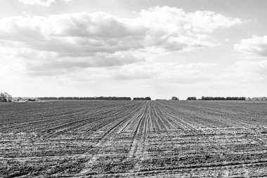 Organik hasat için büyük boş tarla fotoğrafları, gökyüzü arka planında hasat için büyük boş tarım tarlalarından oluşan fotoğraf, bu sonbahar mevsiminde hasat için boş tarla.