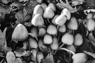 Ormanda yaprakların üzerinde büyük ve güzel zehirli mantar teması için fotoğraf, doğal zehirli mantarlardan ormanlara kadar fotoğraf, büyük ormanlarda zehirli mantarlar.