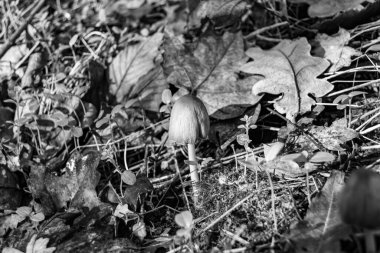 Ormanda yaprakların üzerinde büyük ve güzel zehirli mantar teması için fotoğraf, doğal zehirli mantarlardan ormanlara kadar fotoğraf, büyük ormanlarda zehirli mantarlar.