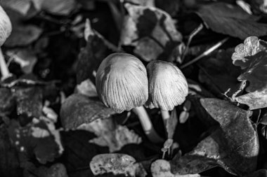 Ormanda yaprakların üzerinde büyük ve güzel zehirli mantar teması için fotoğraf, doğal zehirli mantarlardan ormanlara kadar fotoğraf, büyük ormanlarda zehirli mantarlar.