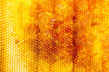 Altın nektarla dolu altıgen bal peteklerinden arı damlayan bal damlası, bal peteği yaz kompozisyonu doğal bal damlası, balmumu çerçeve arısına damlayan bal damlası, bal peteğine damlayan bal damlası