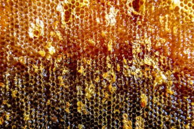 Altın nektarla dolu altıgen bal peteklerinden arı damlayan bal damlası, bal peteği yaz kompozisyonu doğal bal damlası, balmumu çerçeve arısına damlayan bal damlası, bal peteğine damlayan bal damlası