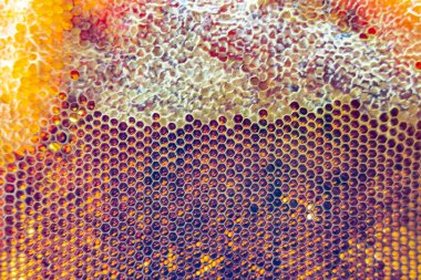 Altın nektarla dolu altıgen bal peteklerinden arı damlayan bal damlası, bal peteği yaz kompozisyonu doğal bal damlası, balmumu çerçeve arısına damlayan bal damlası, bal peteğine damlayan bal damlası