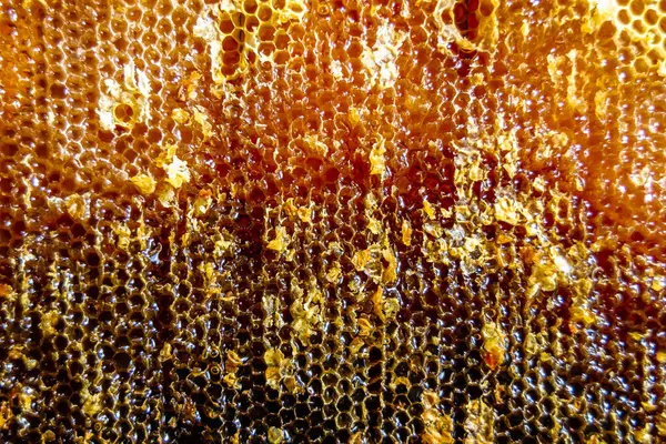 Altın nektarla dolu altıgen bal peteklerinden arı damlayan bal damlası, bal peteği yaz kompozisyonu doğal bal damlası, balmumu çerçeve arısına damlayan bal damlası, bal peteğine damlayan bal damlası