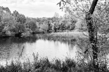 Kırsal kesimde yetişen güzel ot sazları renkli arka planda yetişiyor. Islak sularda vahşi ot bataklık kamışları, doğadan gelen uzun çimen kamışları.
