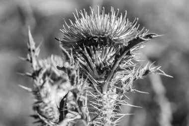 Arkaplan otlağında güzel yetişen çiçek kökü dikenli devedikeni. Çiçek kökü dikeninden çim çayırına kadar uzanan fotograf. Meadow kırsalında çiçek kökü dikenli dikenli devedikeni.