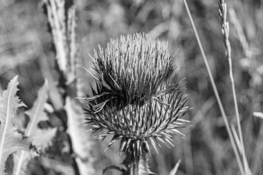 Arkaplan otlağında güzel yetişen çiçek kökü dikenli devedikeni. Çiçek kökü dikeninden çim çayırına kadar uzanan fotograf. Meadow kırsalında çiçek kökü dikenli dikenli devedikeni.