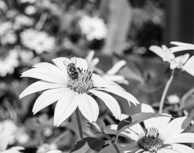 Arka planda yaban arısı kanatlı güzel bir arı, yabani çiçeklerden oluşan bir fotoğraf. Arı otlağa doğru yavaşça uçuyor bal için nektar topluyor, kır otlaklarında yabani bir çiçek arısı.