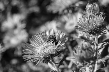 Arka planda yaban arısı kanatlı güzel bir arı, yabani çiçeklerden oluşan bir fotoğraf. Arı otlağa doğru yavaşça uçuyor bal için nektar topluyor, kır otlaklarında yabani bir çiçek arısı.