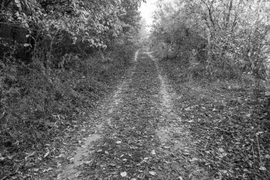 Tema üzerine fotoğrafçılık Vahşi Orman 'daki güzel patika, Vahşi Orman' a uzanan kırsal yaya yolu, İnsansız Orman 'a giden yol, Vahşi Orman' daki yaya yolu, Bu doğal doğa