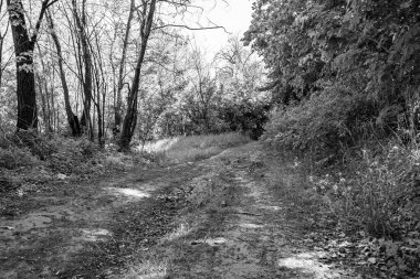Tema üzerine fotoğrafçılık Vahşi Orman 'daki güzel patika, Vahşi Orman' a uzanan kırsal yaya yolu, İnsansız Orman 'a giden yol, Vahşi Orman' daki yaya yolu, Bu doğal doğa