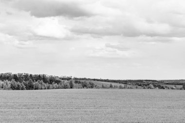Renkli doğal arka plan üzerine köy çayırında güzel bir ufuk manzarası, uzun çayırdaki çayır köyünde ufuk manzarası, hayvan için köy otlağındaki ufuk doğa manzarası.