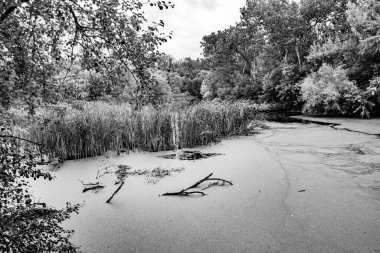 Kırsal kesimde yetişen güzel ot sazları renkli arka planda yetişiyor. Islak sularda vahşi ot bataklık kamışları, doğadan gelen uzun çimen kamışları.