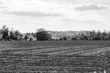 Organik hasat için büyük boş tarla fotoğrafları, gökyüzü arka planında hasat için büyük boş tarım tarlalarından oluşan fotoğraf, bu sonbahar mevsiminde hasat için boş tarla.