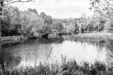 Kırsal kesimde yetişen güzel ot sazları renkli arka planda yetişiyor. Islak sularda vahşi ot bataklık kamışları, doğadan gelen uzun çimen kamışları.
