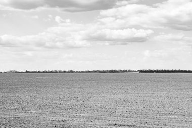 Organik hasat için büyük boş tarla fotoğrafları, gökyüzü arka planında hasat için büyük boş tarım tarlalarından oluşan fotoğraf, bu sonbahar mevsiminde hasat için boş tarla.