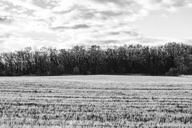 Organik hasat için büyük boş tarla fotoğrafları, gökyüzü arka planında hasat için büyük boş tarım tarlalarından oluşan fotoğraf, bu sonbahar mevsiminde hasat için boş tarla.