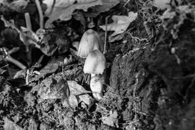 Ormanda yaprakların üzerinde büyük ve güzel zehirli mantar teması için fotoğraf, doğal zehirli mantarlardan ormanlara kadar fotoğraf, büyük ormanlarda zehirli mantarlar.