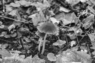 Ormanda yaprakların üzerinde büyük ve güzel zehirli mantar teması için fotoğraf, doğal zehirli mantarlardan ormanlara kadar fotoğraf, büyük ormanlarda zehirli mantarlar.