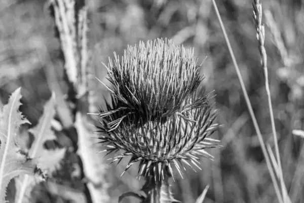 Stock image Beautiful growing flower root burdock thistle on background meadow, photo consisting from growing flower root burdock thistle to grass meadow, growing flower root burdock thistle at meadow countryside