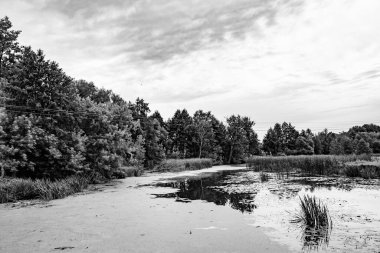 Kırsal kesimde yetişen güzel ot sazları renkli arka planda yetişiyor. Islak sularda vahşi ot bataklık kamışları, doğadan gelen uzun çimen kamışları.