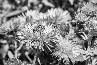 Arka planda yaban arısı kanatlı güzel bir arı, yabani çiçeklerden oluşan bir fotoğraf. Arı otlağa doğru yavaşça uçuyor bal için nektar topluyor, kır otlaklarında yabani bir çiçek arısı.