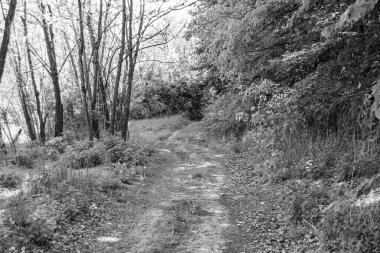 Tema üzerine fotoğrafçılık Vahşi Orman 'daki güzel patika, Vahşi Orman' a uzanan kırsal yaya yolu, İnsansız Orman 'a giden yol, Vahşi Orman' daki yaya yolu, Bu doğal doğa
