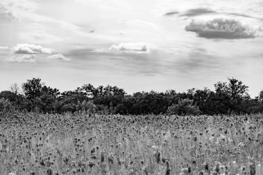 Renkli doğal arka plan üzerine köy çayırında güzel bir ufuk manzarası, uzun çayırdaki çayır köyünde ufuk manzarası, hayvan için köy otlağındaki ufuk doğa manzarası.