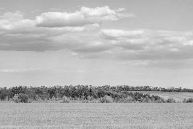 Renkli doğal arka plan üzerine köy çayırında güzel bir ufuk manzarası, uzun çayırdaki çayır köyünde ufuk manzarası, hayvan için köy otlağındaki ufuk doğa manzarası.
