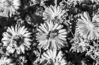 Arka planda yaban arısı kanatlı güzel bir arı, yabani çiçeklerden oluşan bir fotoğraf. Arı otlağa doğru yavaşça uçuyor bal için nektar topluyor, kır otlaklarında yabani bir çiçek arısı.
