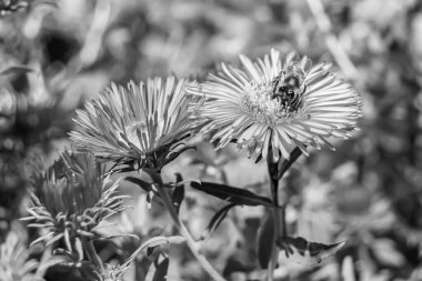Arka planda yaban arısı kanatlı güzel bir arı, yabani çiçeklerden oluşan bir fotoğraf. Arı otlağa doğru yavaşça uçuyor bal için nektar topluyor, kır otlaklarında yabani bir çiçek arısı.