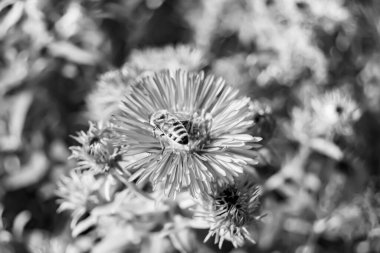 Arka planda yaban arısı kanatlı güzel bir arı, yabani çiçeklerden oluşan bir fotoğraf. Arı otlağa doğru yavaşça uçuyor bal için nektar topluyor, kır otlaklarında yabani bir çiçek arısı.